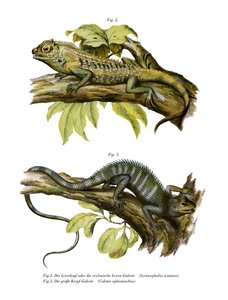 Lézard agamidé