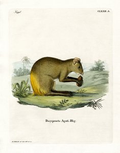 Agouti - German School