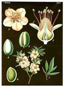 Amandier (Prunus Amygdalus) - German School