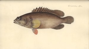 Alphestes afer, avant 1793