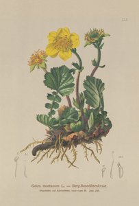 Benoîte des montagnes (Geum montanum)