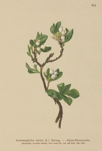 Busserole alpine (Arctostaphylos alpina, Arctostaphylos alpinus)