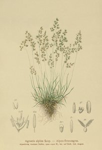 Agrostide alpine - German School