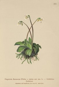 Grassette alpine