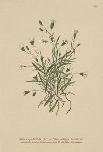 Compagnon des Alpes (Silene quadrifida, Ixoca quadrifida) - German School