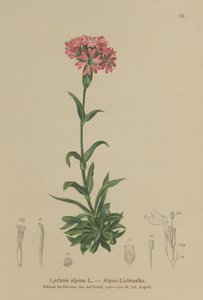Compagnon des Alpes (Lychnis alpina, Silene suecica)