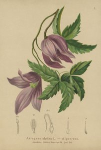Clématite alpine (Atragene alpina, Clematis alpina)