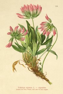 Trèfle alpin (Trifolium alpinum) - German School