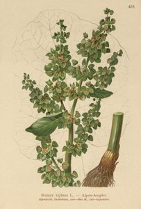 Oseille des Alpes (Rumex alpinus) - German School