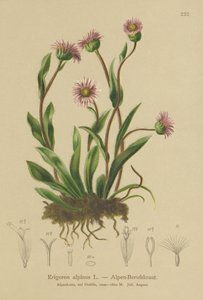 Vergerette alpine (Erigeron alpinus) - German School
