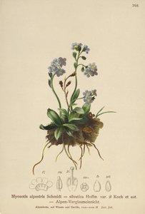 Myosotis des Alpes (Myosotis alpestris, Myosotis silvatica) - German School