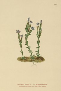Gentiane des neiges (Gentiana nivalis)