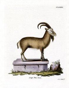 Bouquetin des Alpes