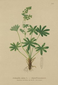 Alchémille des Alpes (Alchemilla alpina)