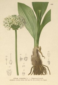 Ail victorial (Allium victorialis, Allium victoriale, Cepa victorialis, Geboscon triphylum, Allium plantagineum, Allium anguinum) - German School