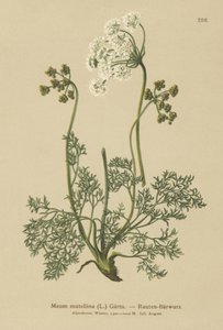 Livèche alpine (Meum mutellina, Ligusticum mutellina) - German School