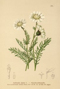 Camomille alpine (Anthemis alpina, Achillea oxyloba subsp. schuri)