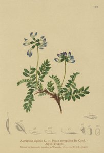 Astragale alpine (Astragalus alpinus) - German School