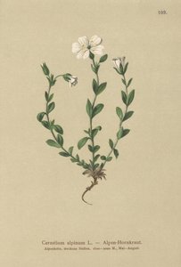 Oreille de souris alpine (Cerastium alpinum) - German School