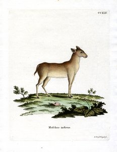 Cerf porte-musc alpin - German School