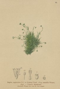 Sagine des Alpes (Sagina saginoides, Sagina Linnaei, Sagina saxatilis) - German School