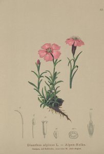 Œillet des Alpes (Dianthus alpinus) - German School