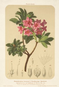 Rose alpine (Rhododendron hirsutum)