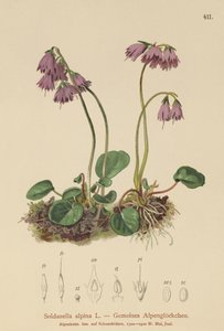 Soldanelle des Alpes (Soldanella alpina) - German School