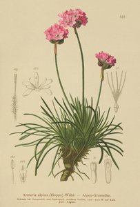 Armérie des Alpes (Armeria alpina) - German School