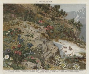 Plantes alpines - German School