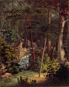 Forêt amazonienne, table XXVII de 