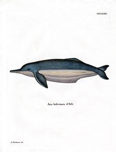 Dauphin de l