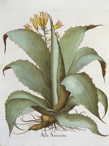 Aloe américaine, du Hortus Eystettensis par Basil Besler - German School