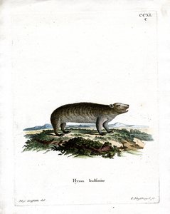 Hyrax américain