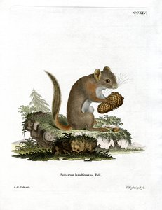 Écureuil roux américain