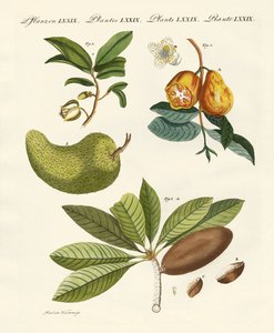Fruits américains - German School