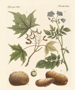 Plantes américaines - German School