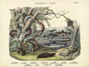 Amphibiens et poissons, vers 1860 - German School