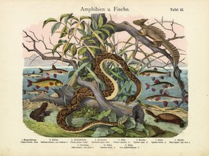 Amphibiens et poissons, vers 1860