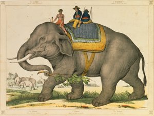 Un éléphant utilisé pour chasser ses semblables, feuille illustrée publiée par Joseph Scholz, Mayence, vers 1860 - German School