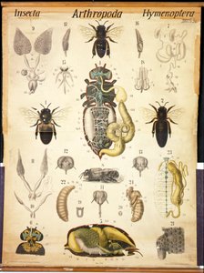 Anatomie de l