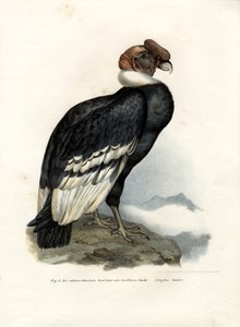 Condor des Andes, 1864