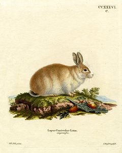 Lapin angora - German School