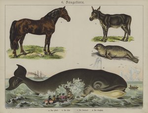 Animaux - German School