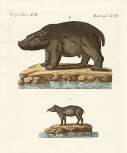 Animaux des pays chauds - German School