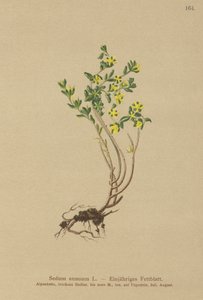 Orpin annuel (Sedum annuum) - German School