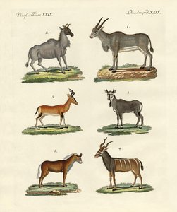 Antilopes et gazelles