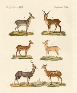 Antilopes et gazelles