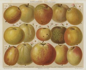 Pommes - German School