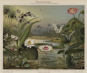 Plantes aquatiques - German School